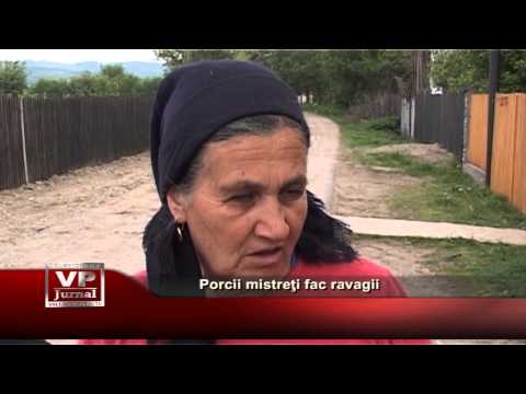 Porcii mistreti fac ravagii