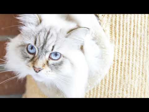 Siberian Cat Colors – Which one will you choose?