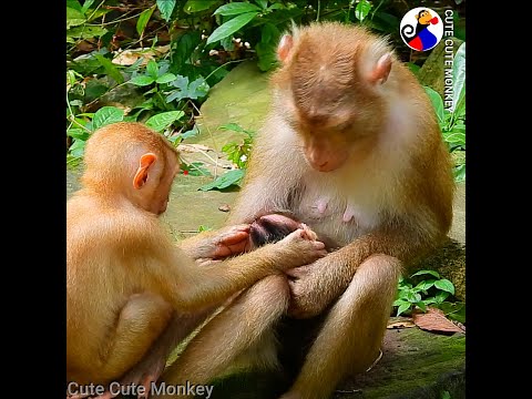 Brat Amanda Try to Touch Cut Milk BB Lenny