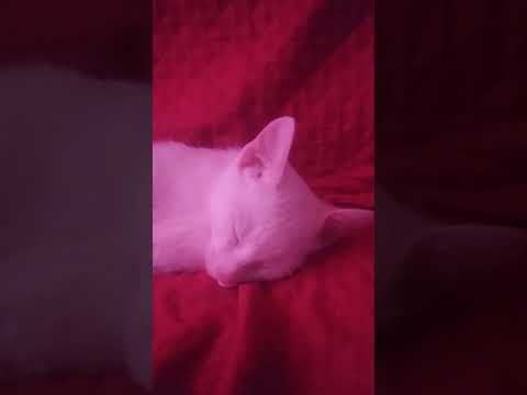 NINO O SUPER GATO NOVO!! EPISÓDIO. 1 - WEB SERIE OI RONALDO E NINO