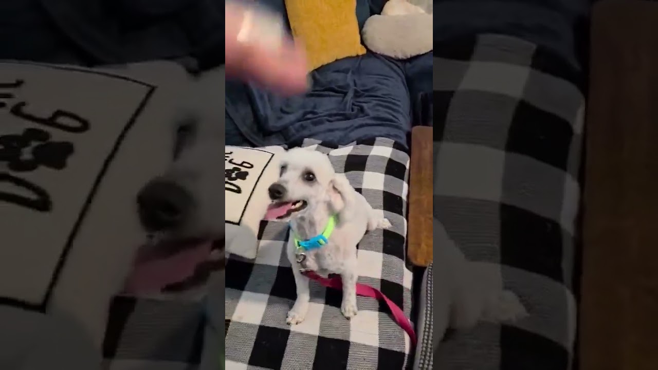 Enlarge Olaf, a Adoptable Miniature Poodle in Little Rock , AR video 4/4