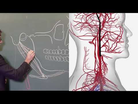 Anatomy of the tongue