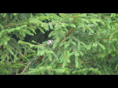 Haubenmeise sucht ihr Frühstück Boitzenburger Land / Uckermark / Hardenbeck _ Vogelbeobachtung
