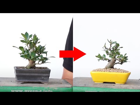 クチナシの剪定時期と方法は？プロセス全体は 4 つのステップで完了  庭園