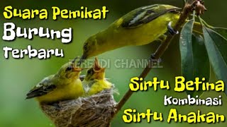 Download lagu Suara burung SIRTU BETINA dan SIRTU ANAKAN - kombinasi suara pikat paling ampuh mp3