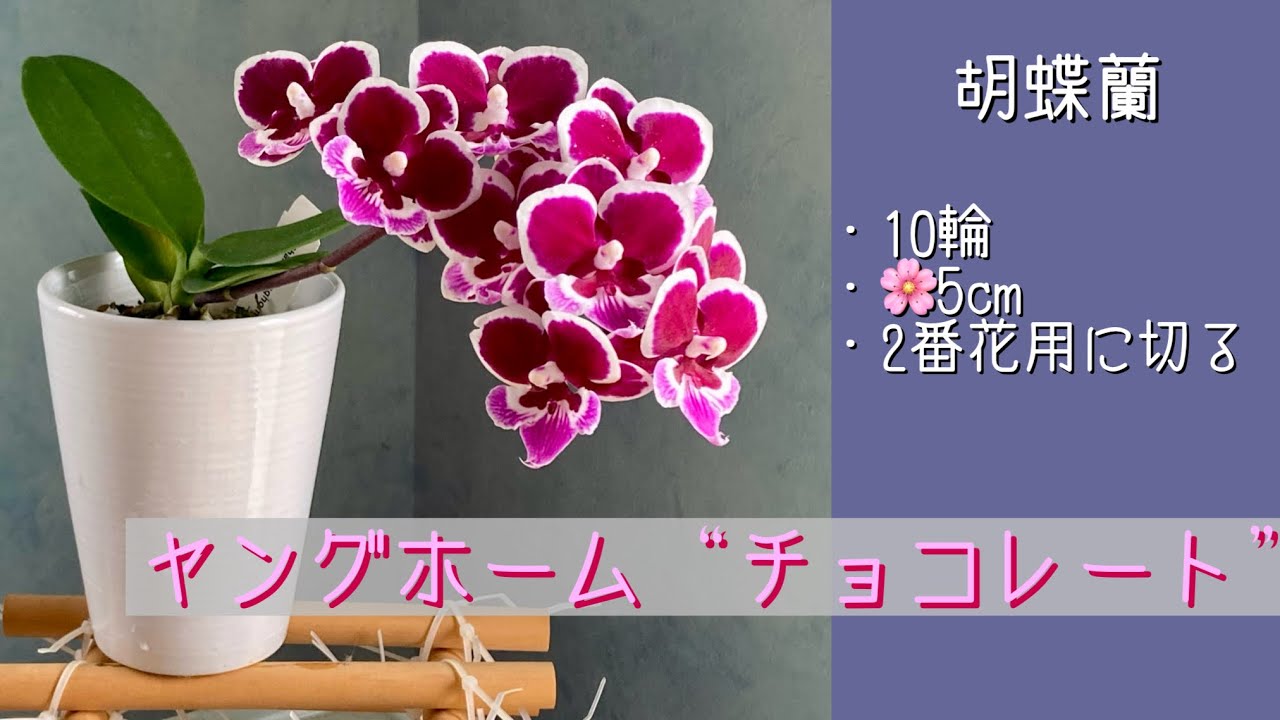 2026年4月1日　胡蝶蘭《ヤングホーム“チョコレート”》　5cm🌸10輪　2番花用に花茎を切る✂️　植え替え予定…未定