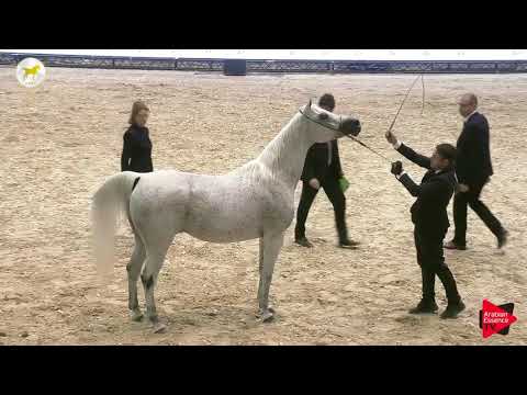 N.66 ANAIS - SEWC 2019 - 7 Years Old and Older Mares (Class 8)