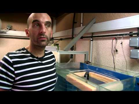 download lagu mp3 mp4 Entretien Aquarium A Domicile Tarif, download lagu Entretien Aquarium A Domicile Tarif gratis, unduh video klip Entretien Aquarium A Domicile Tarif