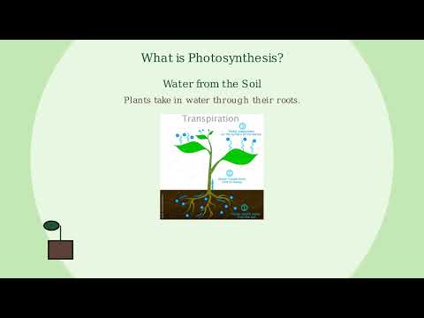 How Plants Make Their Own Food: Photosynthesis Explained ｜ Imagine Explainers