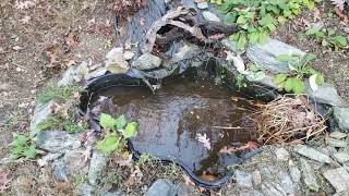 Starting To Winterize My Pond