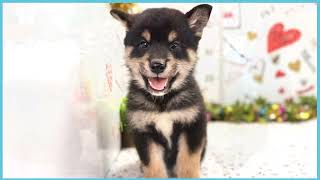 ペットショップCOO&RIKU No00703810(柴犬)