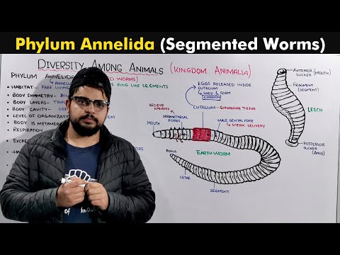 Phylum Annelida / Segmented Worms