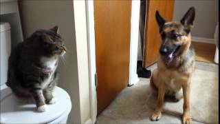 High Prey Drive GSD Learning To Get Along With Cats