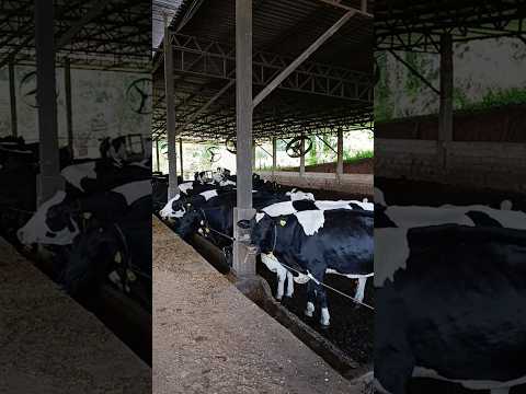 Uma Das Fazendas De Vacas Leiteiras De Goiás #shorts