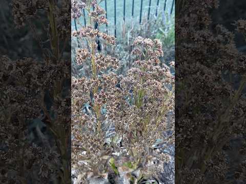 Four Ways to Support Pollinators This Winter #pollinators #gardentips