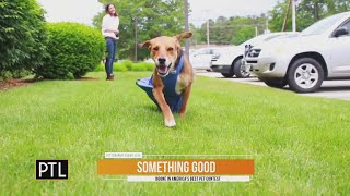 Something Good: Boone is up for America's Best Pet contest