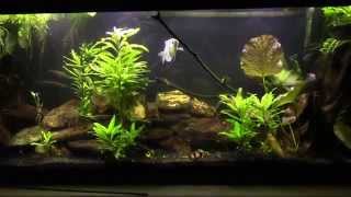 Planaria vs. Detritus worms; how to tell the difference.