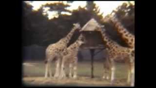 preview picture of video 'Great Adventure Safari 1984'