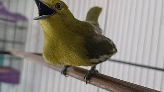 Download lagu Sirtu/Cipoh paling gacor dan paling cepat bikin sirtu manapun ikut Emosi. mp3