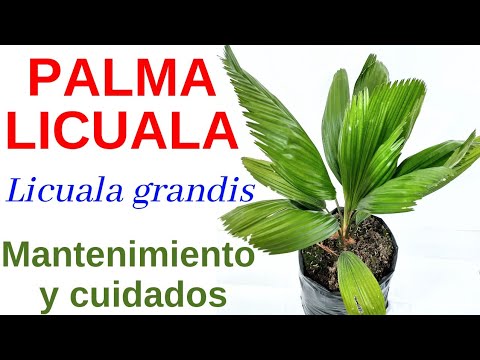 , title : 'PALMA LICUALA Licuala grandis'