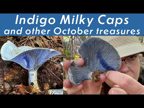 Lactarius indigo mushrooms: Blue-bleeding beauties with banded caps + Red Russula redux