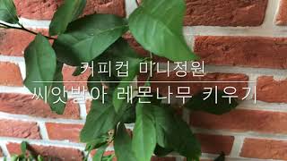 3년차 레몬나무 실내에서 키우기