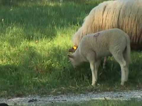 ZWOLSNIEUWS.nl | Eerste Zwolse schaapskudde