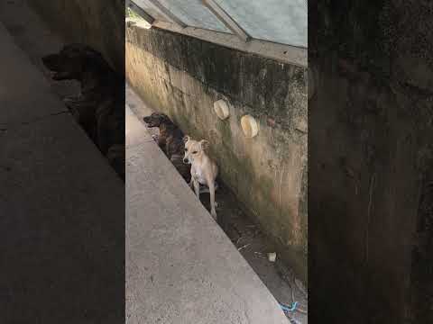Vídeo de Pipoca