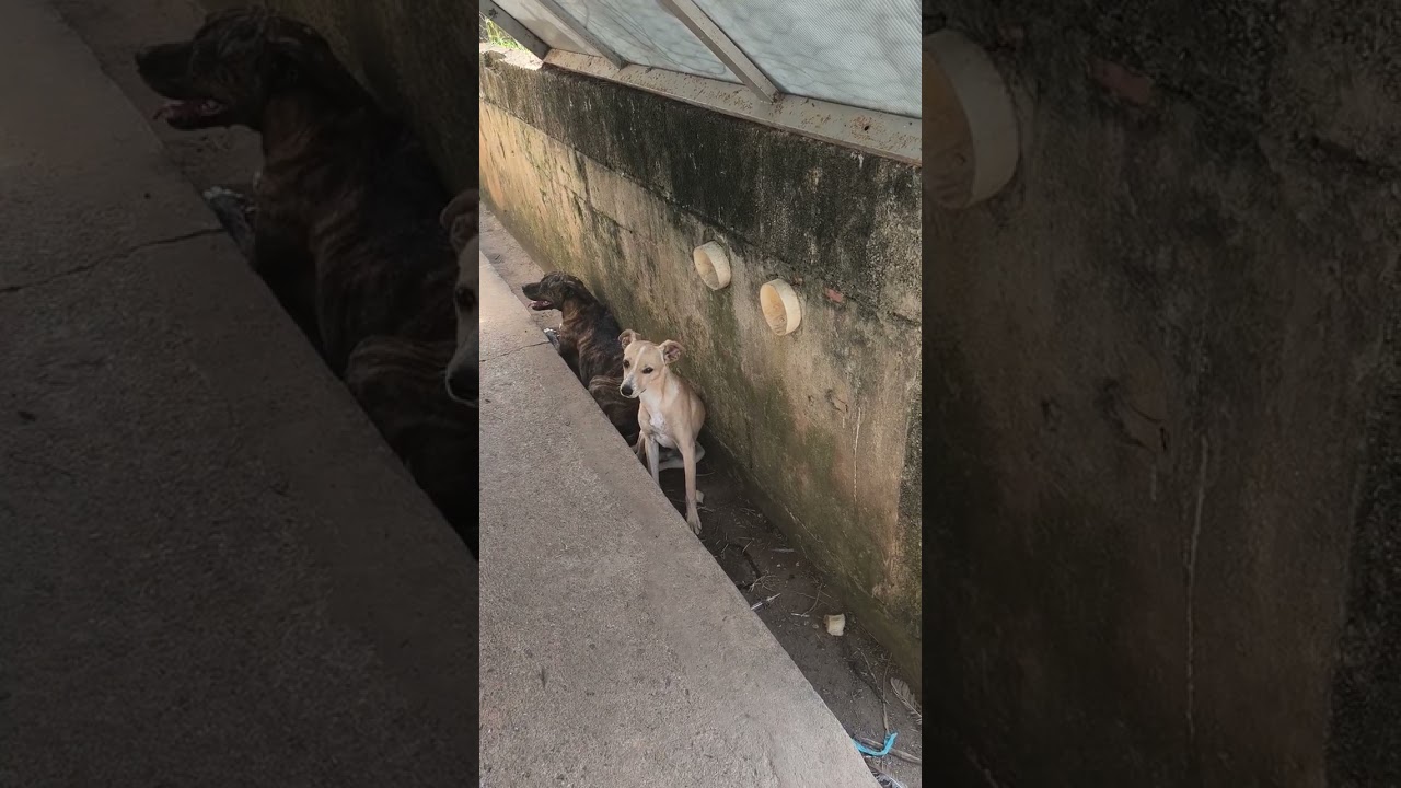 Cachorro raça SRD-ViraLata idade 7 a 11 meses nome Pipoca