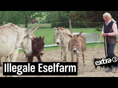 Realer Irrsinn: Abriss für Eselfarm am Ammersee | extra 3 | NDR
