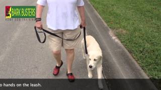 5 Mo. Golden Retriever - Dog Training of Fort Myers - Patrick Logue
