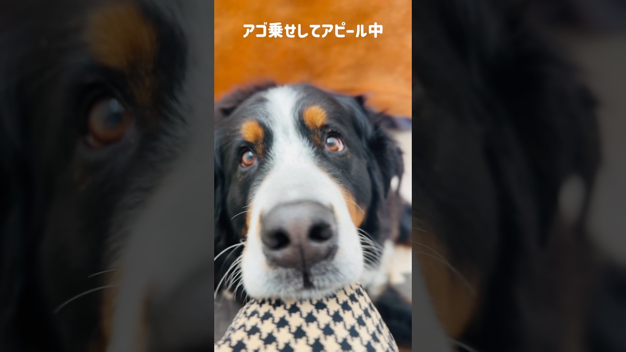飼い主にアゴ乗せして「食べたいアピール」するバーニーズ🐾
