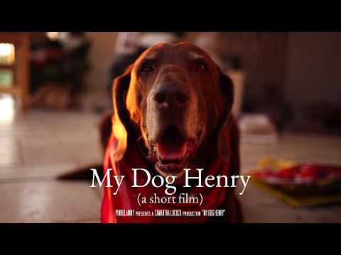 My Dog Henry
