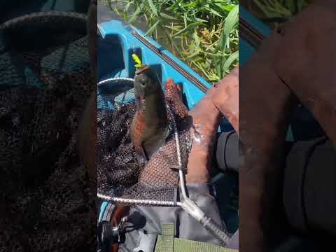 Pescaria no Lago de Itaipu na Cidade de Entre Rios do Oeste PR