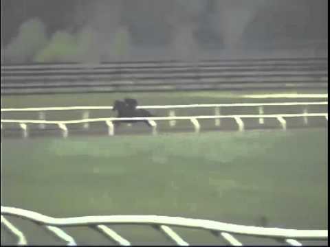 American Pharoah as a 2 year old