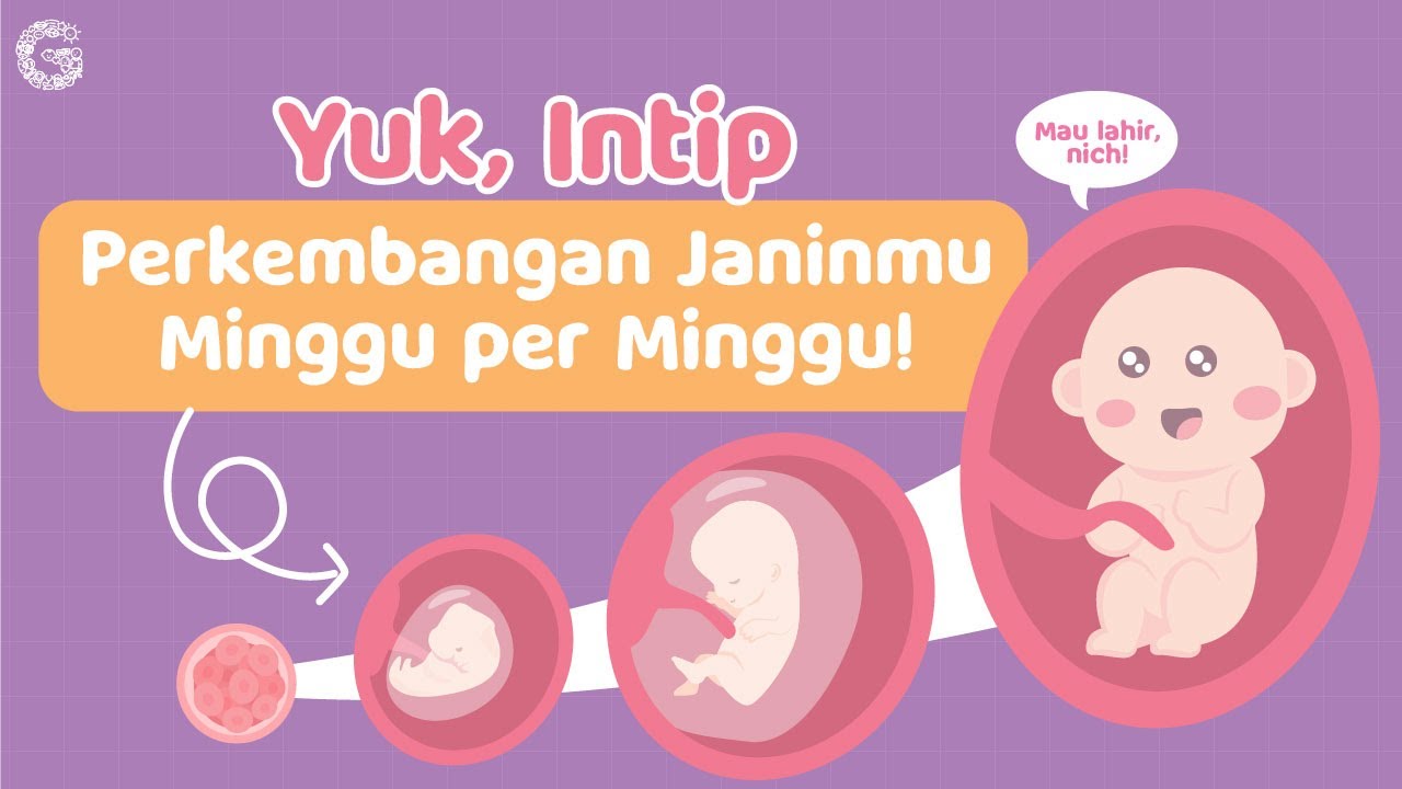 Perkembangan Janin Trimester 3