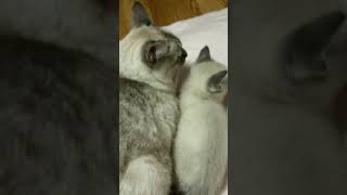 もこもこ