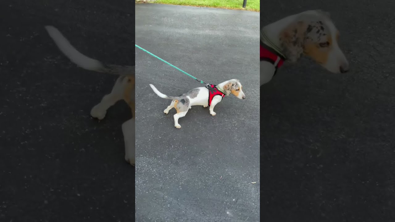 Watch video Voyager dog harness on a mini dachshund Now Voyager dog harness on a mini dachshund