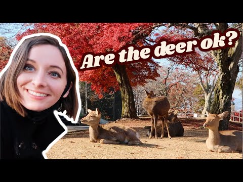 Week in My Life! Working in Nara 🦌