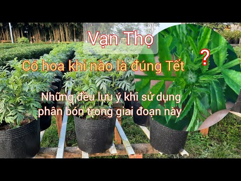 Vạn thọ có bông khi nào là đúng Tết ? và những điều lưu ý khi sử dụng phân bón trong giai đoạn này
