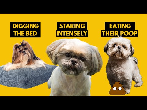 , title : '5 Odd Shih Tzu Behaviors Explained'