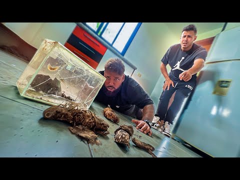 O BOTO DERRUBOU A BONECA AMALDIÇOADA E LIBERTOU A MALDIÇAO NA CASA