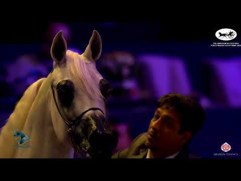 N 112 AMEER AL ZOBARA   The Kingdom AHF for Straight Egyptians 2022   Stallions 10+ Years Old Class