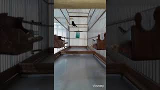 Reprodutor