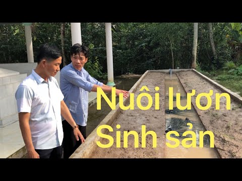Nuôi lươn sinh sản
