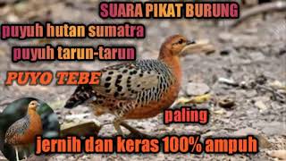 Download lagu Suara pikat burung puyuh rimba_puyuh tarun_tarun mp3