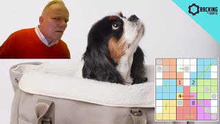 A Beginner's Guide to SET Theory