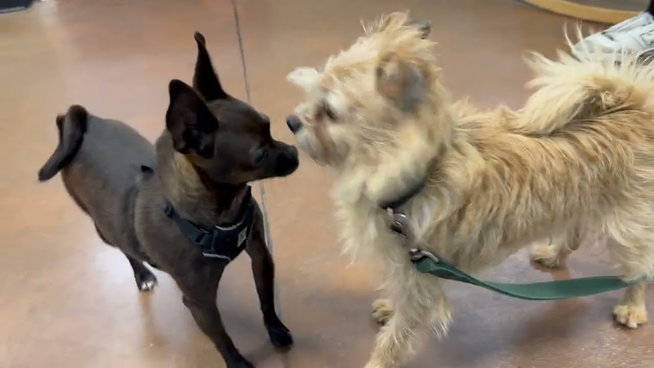 Enlarge Roxie, a ADOPTABLE mixed breed in Walnut Creek, CA video 1/3