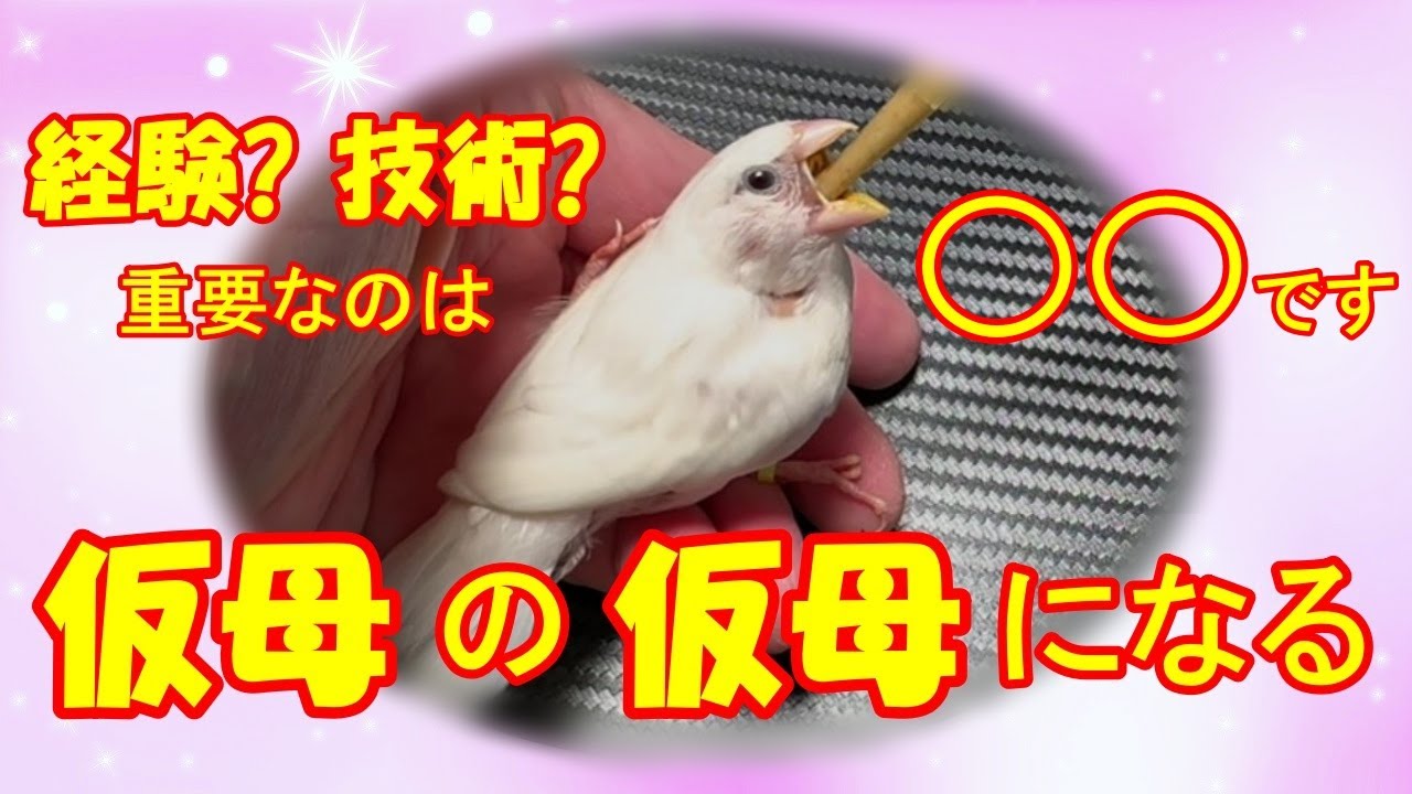 【これを使えば失敗しない】フィンチのヒナを育ててみましょう