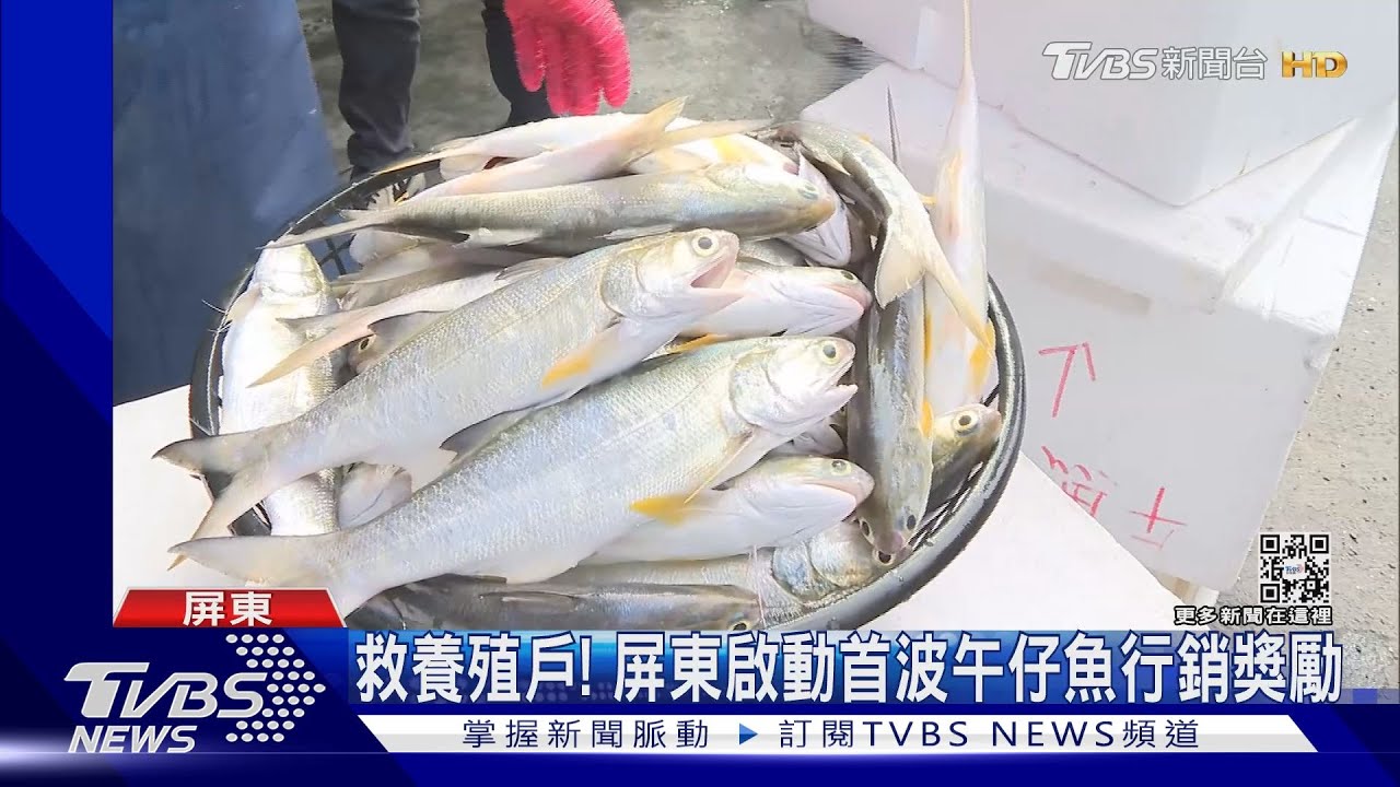 3360噸午仔魚滯銷!屏東啟動首波補助獎勵 買午仔魚送禮券